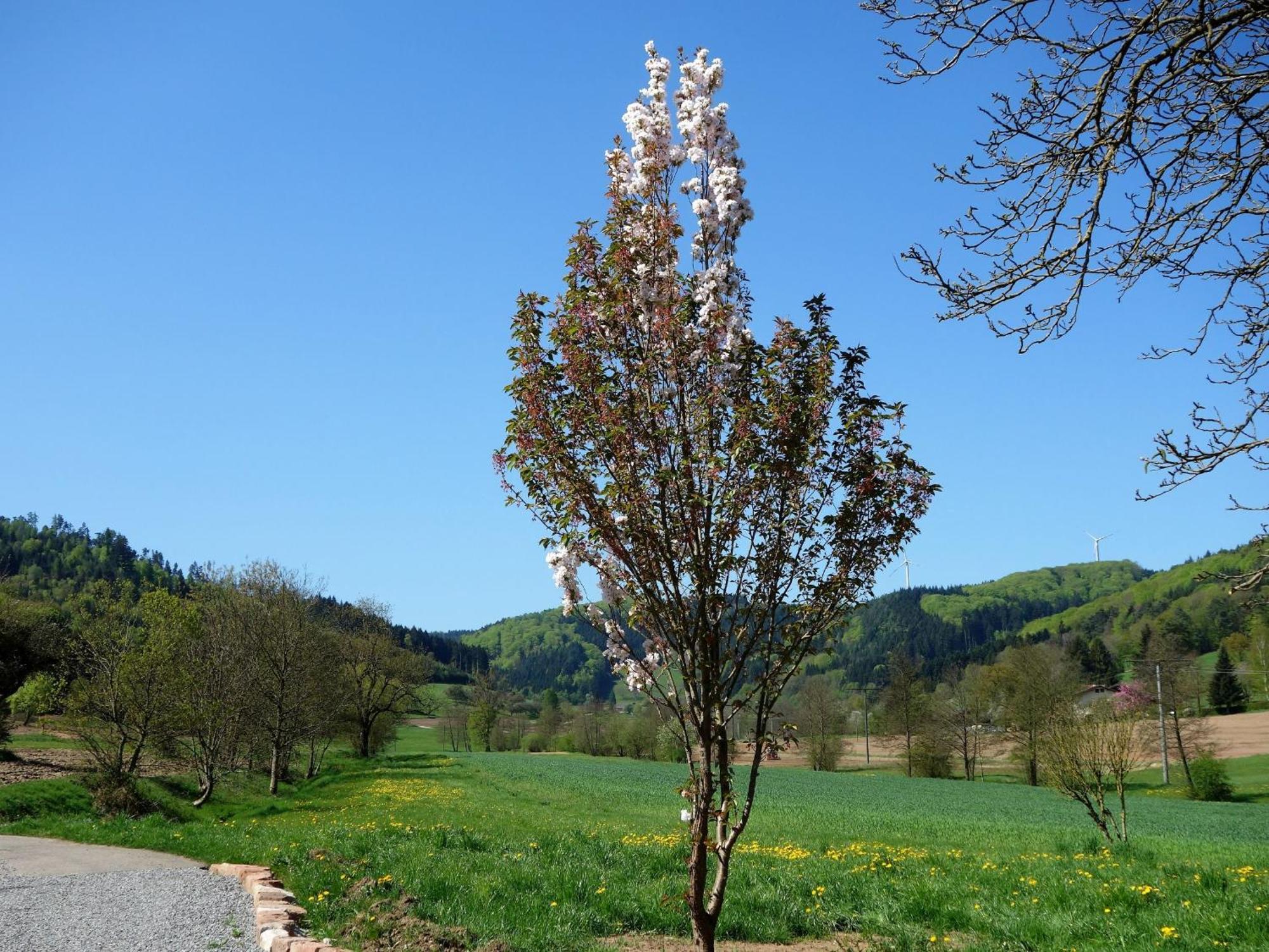 Ferienwohnungen Braun Seelbach  Buitenkant foto