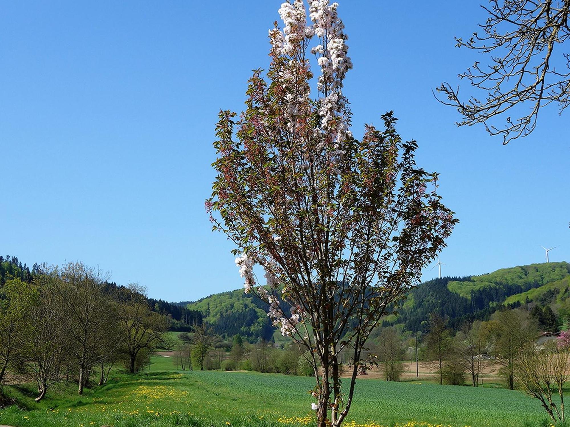 Ferienwohnungen Braun Seelbach  Buitenkant foto